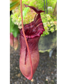 Nepenthes sibuyanensis x lowii