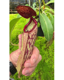 Nepenthes albomarginata x klossii BE-4557
