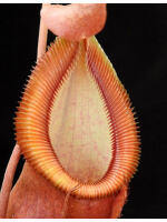 Nepenthes spathulata x diabolica BE-3983 - 5165