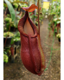 Nepenthes spathulata x...