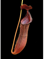 Nepenthes boschiana x lowii BE-4067 - 5169