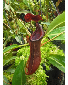 Nepenthes boschiana x lowii