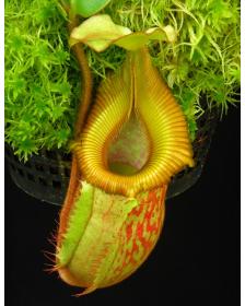 Nepenthes villosa x veitchii - clones assortis BE-4045