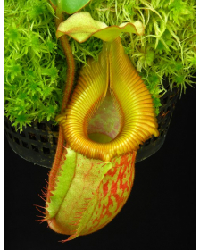 Nepenthes villosa x veitchii