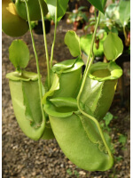 Nepenthes spathulata x ampullaria 'green clone' BE-4050 - 5178