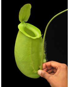 Nepenthes spathulata x ampullaria 'green clone' BE-4050