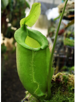 Nepenthes spathulata x ampullaria 'green clone' BE-4050 - 5180
