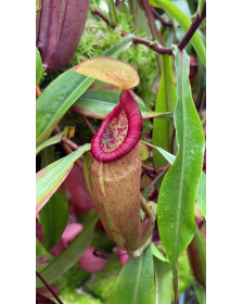 Nepenthes densiflora x viking