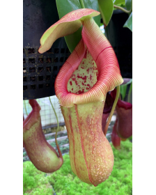 Nepenthes robcantleyi x...