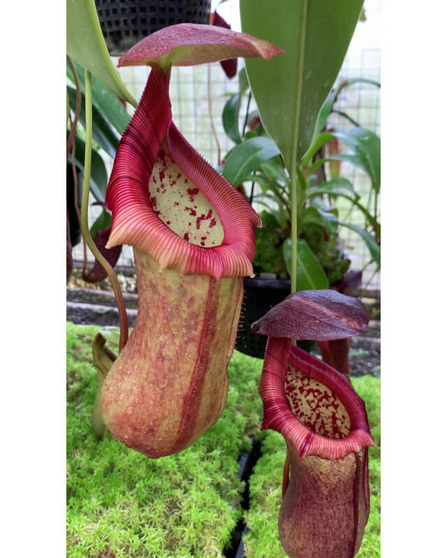 Nepenthes Robcantleyi X Ventricosa nepenthes-robcantleyi-x-ventricosa