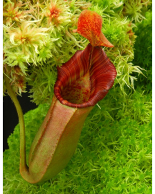 Nepenthes veitchii x lowii