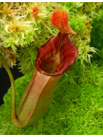 Nepenthes veitchii x lowii