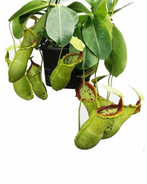 Népenthes spathulata x campanulata