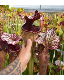 S. x (Leucophylla x...