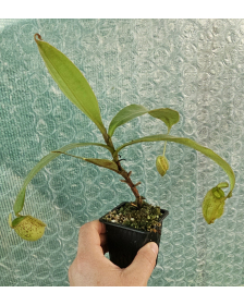 Nepenthes Ampullaria