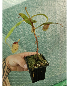 Nepenthes Ampullaria