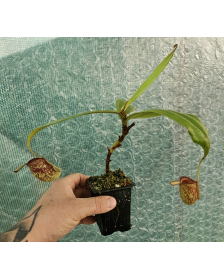 Nepenthes Ampullaria