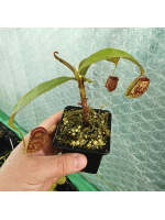 Nepenthes Ampullaria