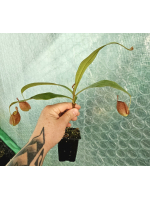 Nepenthes Ampullaria