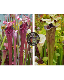 S. Leucophylla ‘Dracula’ x...