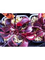 D. clayton volcanic red
