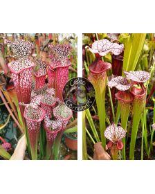 S. Leucophylla 'Dionne x S....