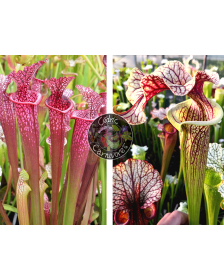 S. ‘Evan’ x S. ‘French cancan’