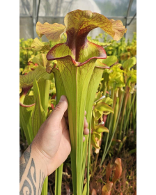 Sarracenia 'Serpentard'