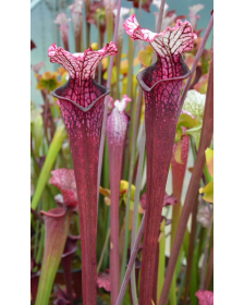 Sarracenia leucophylla 'Dracula'