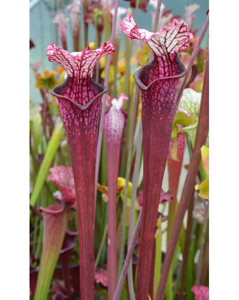 Sarracenia leucophylla 'Dracula'
