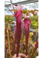 Sarracenia leucophylla 'Dracula' - 5374