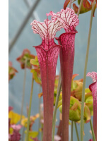 Sarracenia leucophylla 'Dracula' - 5375