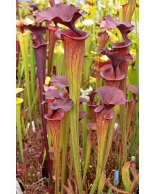 SFO10 S. flava var. ornata -- solid red throat x SXM31 S.x Moorei -- `Adrian Slack’ clone L