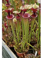 Sarracenia 2016 6 best