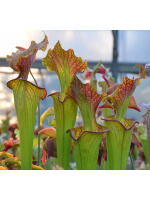 (Leucophyla 'purple lips' x flava var rubricorpora) x adrian slack - 5393