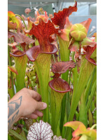 (Leucophyla 'purple lips' x flava var rubricorpora) x adrian slack - 5395