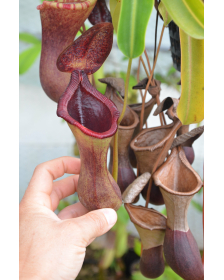 Nepenthes x briggsiana...