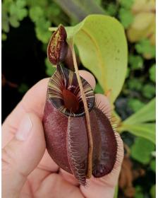 (Nepenthes viking x ampullaria black miracle) x hookeriana