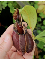 (Nepenthes viking x...