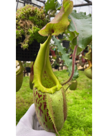 Nepenthes veitchii x maxima...