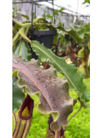Nepenthes veitchii x maxima – various clones BE-4061 - 5425