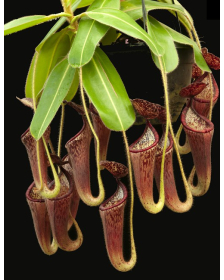 Nepenthes glandulifera BE-3766