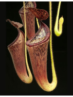 Nepenthes glandulifera BE-3766 - 5427