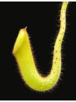 Nepenthes glandulifera BE-3766 - 5429