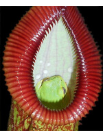 Nepenthes ventricosa x hamata BE-3672 - 5432