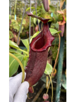 Nepenthes rajah x lowii BE-4502 - 5433