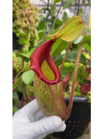 Nepenthes rajah x veitchii ‘Gold Rush’ - seed grown BE-4603 - 5435
