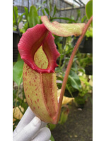 Nepenthes rajah x veitchii ‘Gold Rush’ - seed grown BE-4603 - 5436