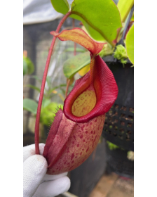 Nepenthes rajah x veitchii...