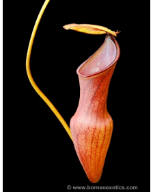 Nepenthes pervillei –...